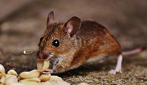 earwig-treatment Experts in Hasbrouck Hts